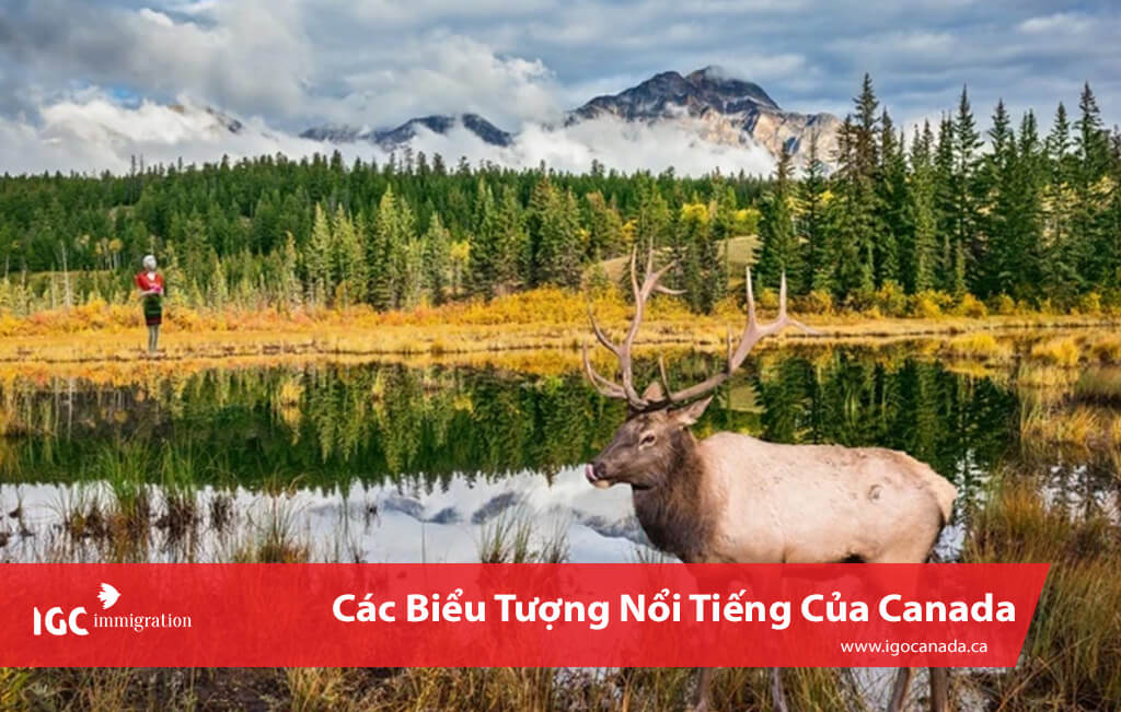 nhung bieu tuong noi tieng cua Canada